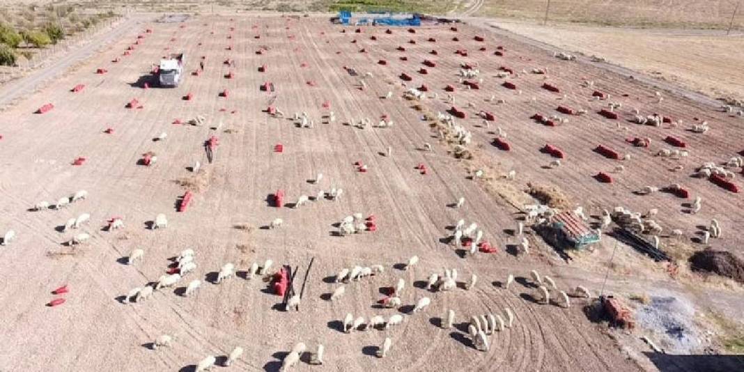 İmece usulü hasat ediyor, işçi maliyeti ve zamandan tasarruf sağlıyorlar! Mor ve sarı renkte oluyor, 7-8 liraya alıcı buluyor 3